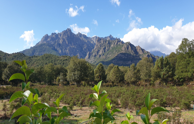 Haute-Corse camping à vendre